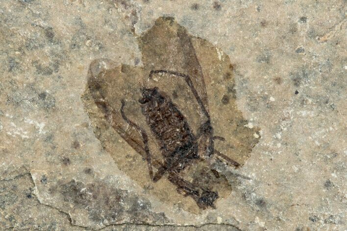 Detailed Fossil March Fly (Plecia) - Wyoming #245710